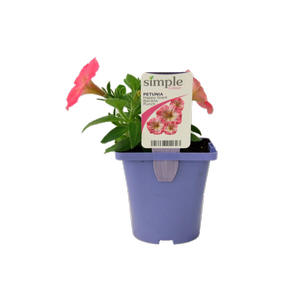 100mm Petunia Banana Punch - Petunia hybrida