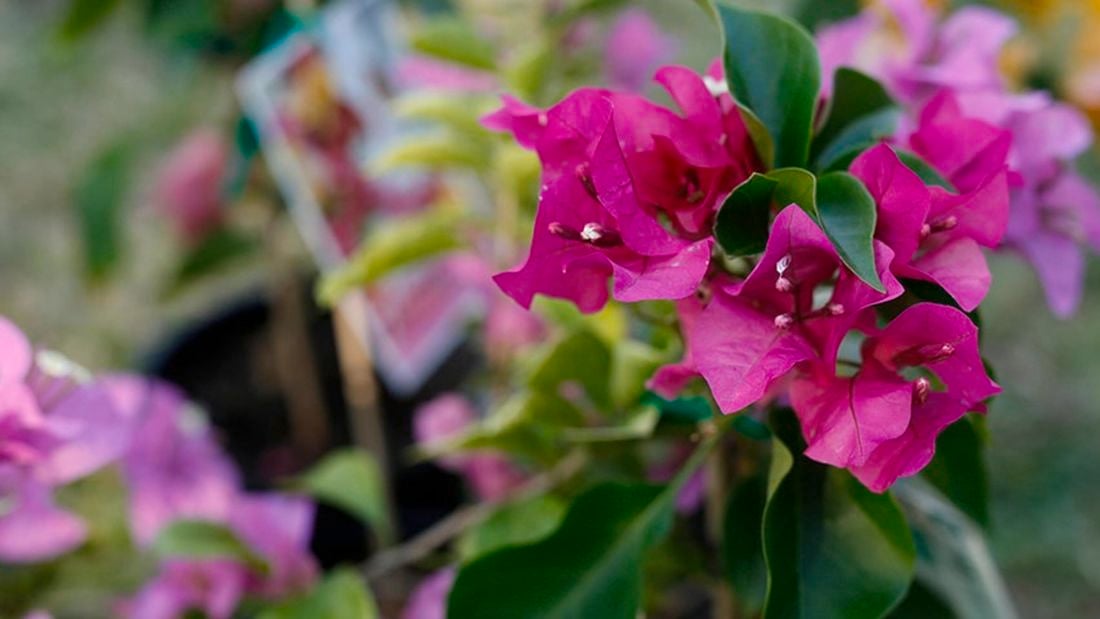 Pink flowers in bloom.