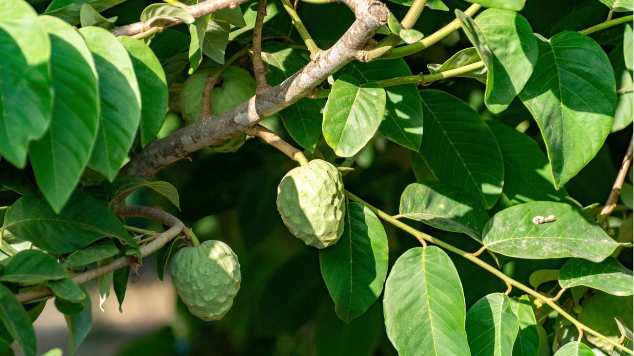 Two green custard apples on a tree. [[2609NZ] P...l Fruit_V1 | Word]