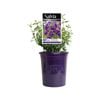 140mm Royal Purple - Salvia muelleri
