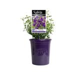 140mm Royal Purple - Salvia muelleri