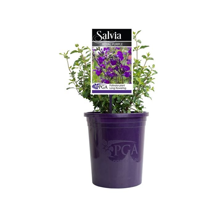 140mm Royal Purple - Salvia muelleri