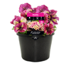 180mm Petunia Raspberry Shake - Petunia hybrida
