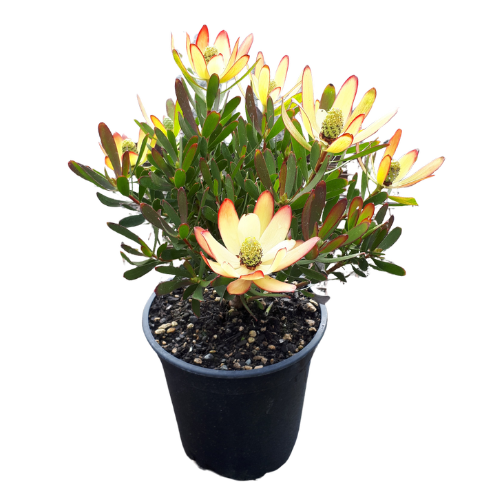 3.5L Leucadendron Assorted - Leucadendron salignum