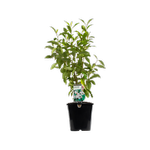 180mm Port Wine Magnolia - Michelia figo
