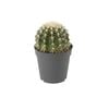 120mm Golden Barrel Cactus - Echinocactus grusonii