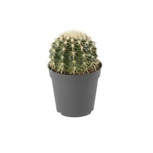 120mm Golden Barrel Cactus - Echinocactus grusonii