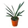 3.3L Kaffir Lily - Clivia Santa Barbara