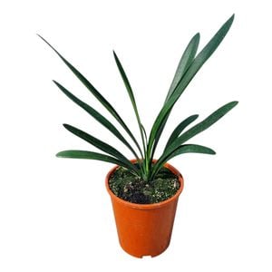 3.3L Kaffir Lily - Clivia Santa Barbara