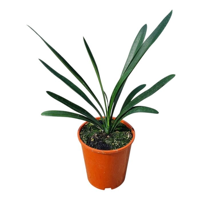 3.3L Kaffir Lily - Clivia Santa Barbara