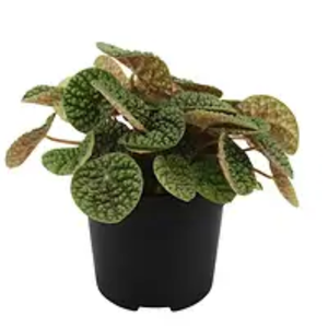 120mm Peperomia Green Bubble Plant PBR 