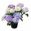 200mm Mariko - Hydrangea macrophylla