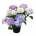 200mm Mariko - Hydrangea macrophylla