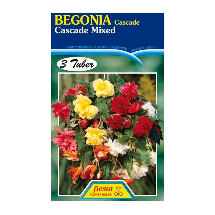 Fiesta Flower Bulbs Pendula Begonia Mixed - 3 Tubers