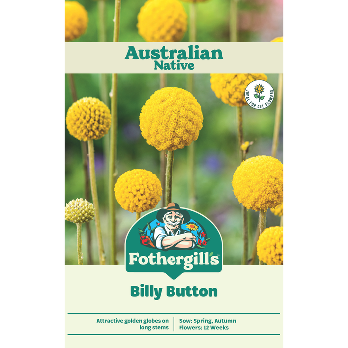Fothergill's Australian Native Wildflower Billy Button Seeds