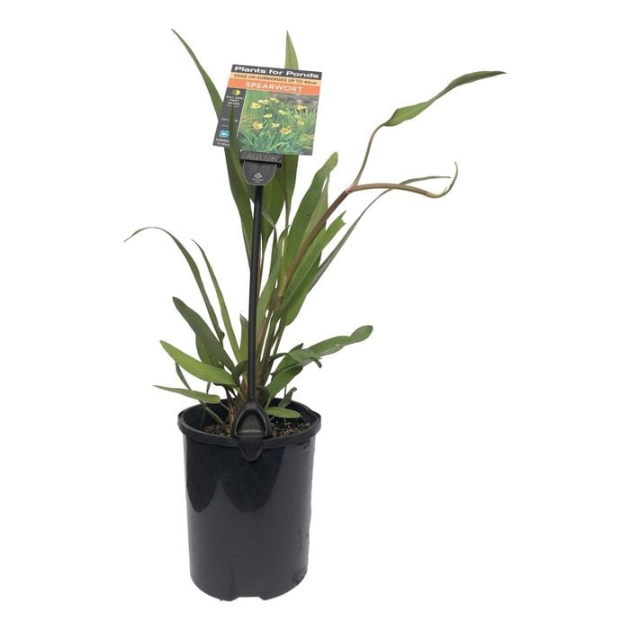 Plants for Ponds - 125mm Spearwort