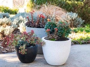 Northcote pots with plants inside