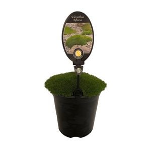 3.5L Scleranthus Biflorus