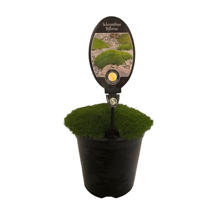 3.5L Scleranthus Biflorus