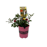 140mm Flower Carpet Rose Mini Cherry - Rosa noaschnee