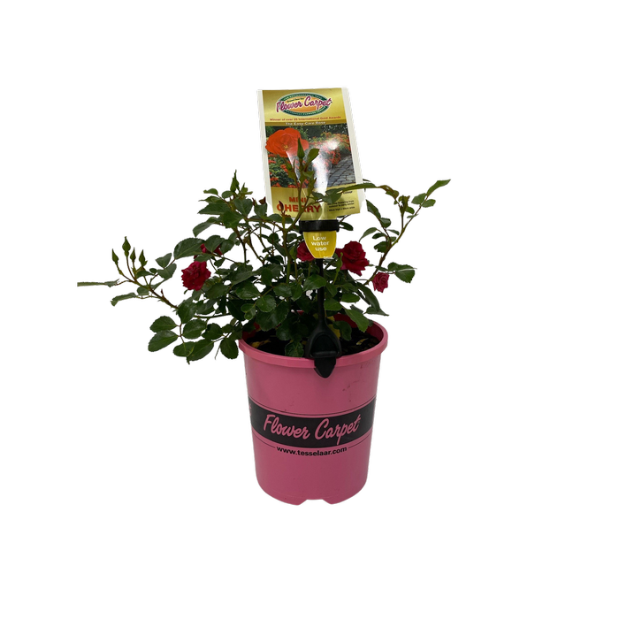 140mm Flower Carpet Rose Mini Cherry - Rosa noaschnee