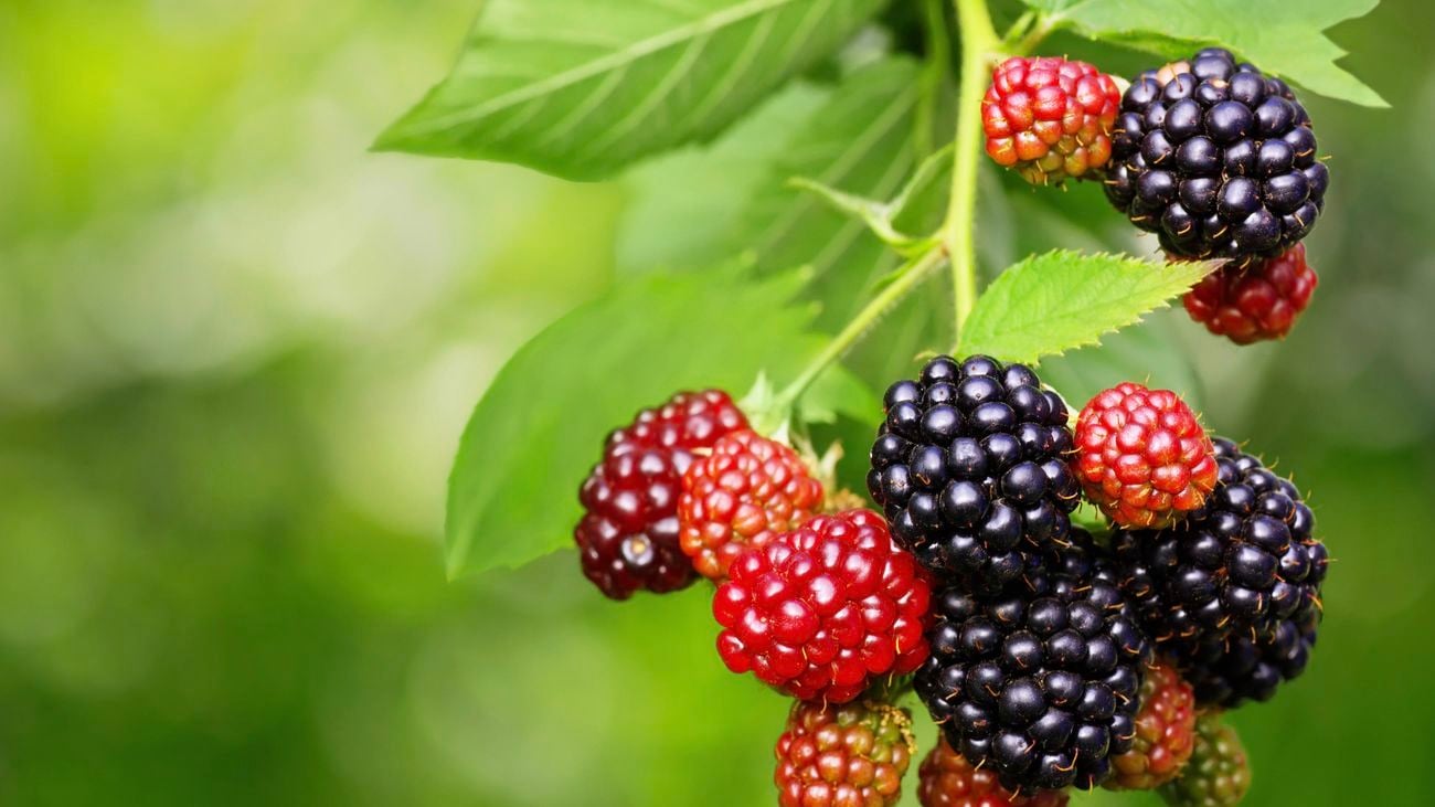 Close up of a bunch of blackberries in varying shades of red hanging from a stem
