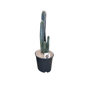 190mm Assorted Cactus