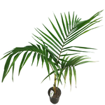 3.3L Bungalow Palm - Archontophoeni cunninghamiana