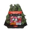 Impatiens Super Elfin - Impatiens walleriana