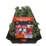 Impatiens Super Elfin - Impatiens walleriana