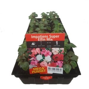 Impatiens Super Elfin - Impatiens walleriana