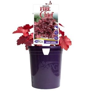 140mm Fire Chief - Heuchera