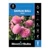 Bloomin' Bulbs Dahlia Pam - 1 Pack