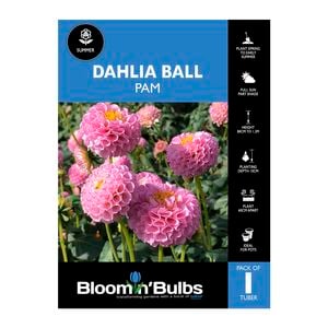 Bloomin' Bulbs Dahlia Pam - 1 Pack