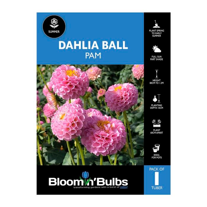 Bloomin' Bulbs Dahlia Pam - 1 Pack