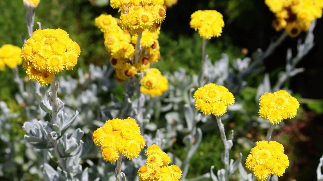 Bright yellow common everlasting flowers with green foliage.