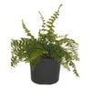 120mm Boston Fern - Nephrolepis exaltata