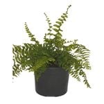 120mm Boston Fern - Nephrolepis exaltata