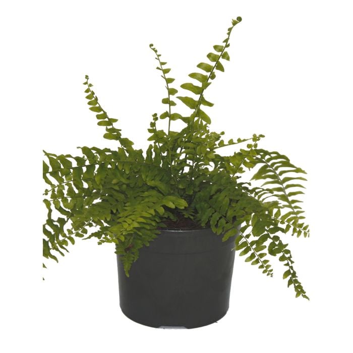 120mm Boston Fern - Nephrolepis exaltata