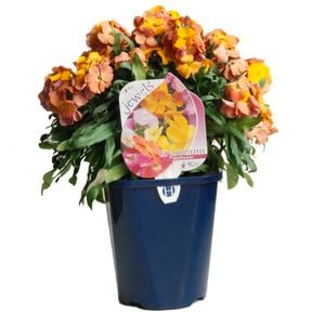 150mm Erysimum Wallflower - Erysimum hybridum