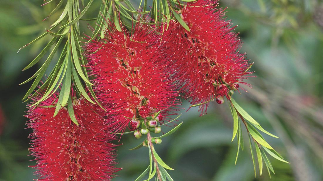 Crimson bottlebrush brings spectacular colour to the garden and its nectar attracts wildlife.