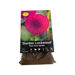 Yarra Valley Bulbs Dahlia Gordon Lockwood - 1 Pack