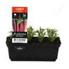 Punnet Carrot Purple - Daucus carota