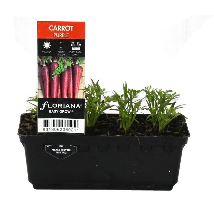 Punnet Carrot Purple - Daucus carota