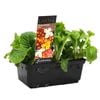 Punnet Polyanthus Mix - Polyanthus polyantha