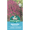Fothergill's Agastache Heather Queen
