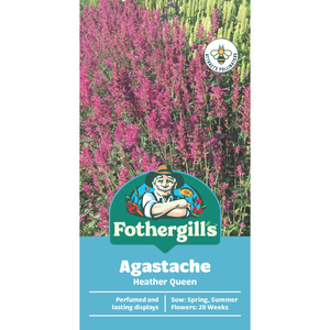 Fothergill's Agastache Heather Queen