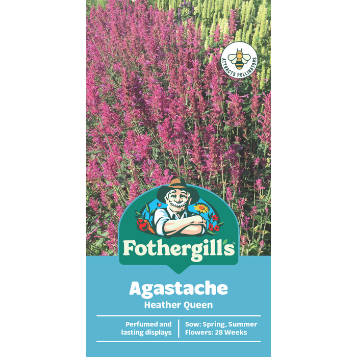 Fothergill's Agastache Heather Queen