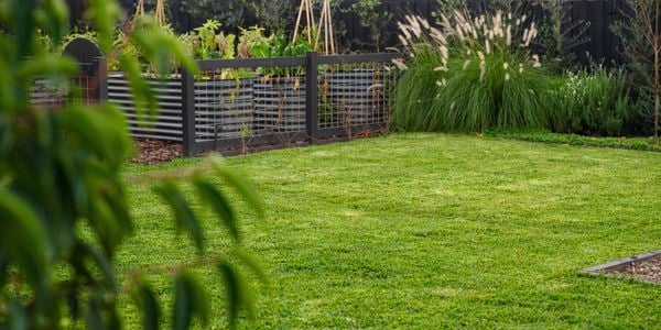 Image of tidy backyard with great looking grass