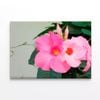 Close-Up of a Mandevilla Flower   Print 100% Australian Made 90 x 60cm  (Stretched)